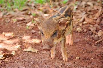 a cute pigs on a pigfarm , Thailand