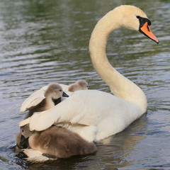 Obraz premium Schwan-14169b1