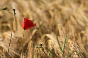 Naklejka premium Mohn im Gerstenfeld