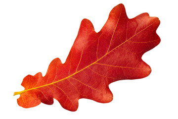 Obraz premium Red autumn leaf oak isolated on white background