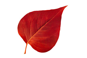 Red autumn leaf lilac isolated on white background