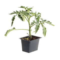 Single seedling of a tomato isolated against white