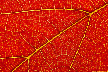 Fototapeta na wymiar Natural background texture of autumn red leaf closeup