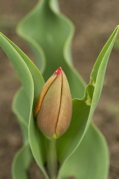 tulip flower bud detail and green leafs