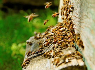 Bees at the entrance.