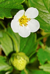 Natural strawberry plant.