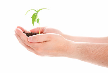 Green plant in a man hand isolated on white background