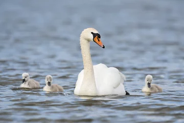 Foto op Aluminium Swan family © belgerdy