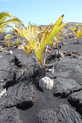 Lavalandschaft mit kleiner Palme auf Big Island (Hawaii)