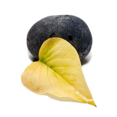 cailloux galet et feuille d'arbre