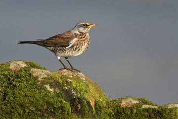 Fieldfare