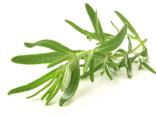 Rosemary twig