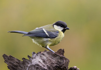 Great tit