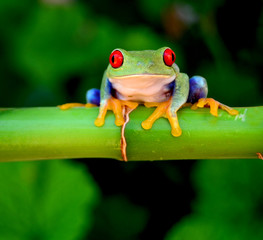 Red eyed tree frog looking curious
