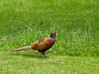 Common Pheasant male