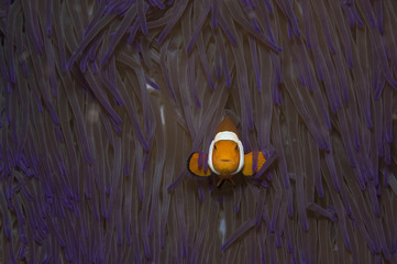 clownfish peeking through anemone - obrazy, fototapety, plakaty