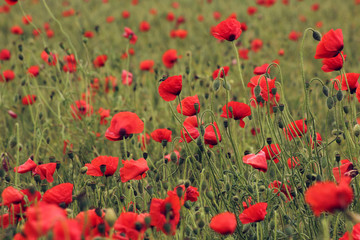 Fototapeta premium coquelicot