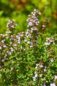 Thyme blooming in the garden