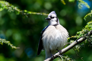 Young Blue Jay All Puffed Up
