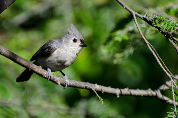 Tufted Titmouse Perched in a Tree