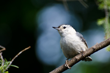 White-Breasted Nuthatch Perched in a Tree with Blue Background