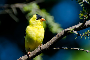 Male American Goldfinch Perched in a Tree