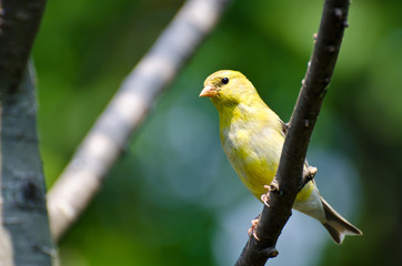 Female American Goldfinch Perched in a Tree