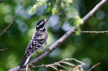 Hairy Woodpecker Perched in a Tree