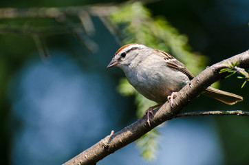 Chipping Sparrow Perched in a Tree Against  Blue Background