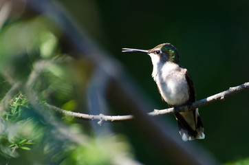 Ruby Throated Hummingbird Perched with Bill Open