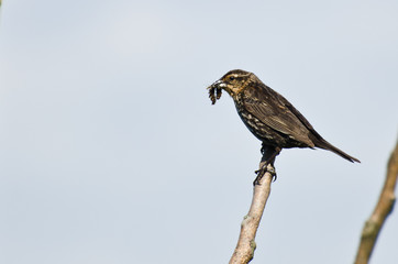 Female Red-Winged Blackbird Holding Dead Caterpillar