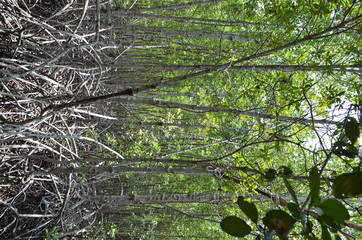 the mangrove forest in Thailand