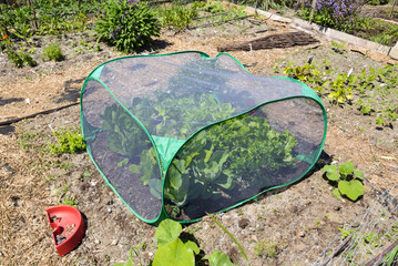 mini greenhouse or cold frame