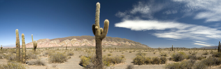 Desert cacti, Argentina
