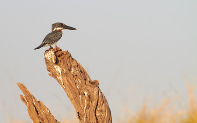 Giant Kingfisher