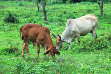 Females and bulls graze