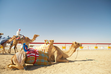 Fototapeta premium Robot camel racing