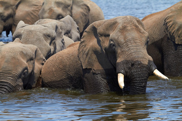 African Elephants