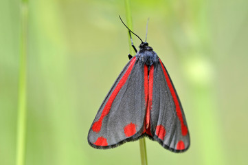 Cinnabar Moth