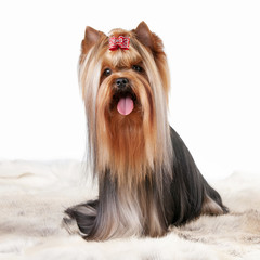 yorkie puppy on white gradient background