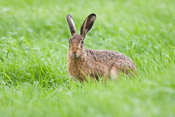 Brown hare in meadow