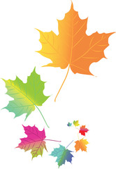 Autumn color leafs in space - isolated illustration