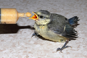 Obraz premium Blue Tit Chick Hand Reared