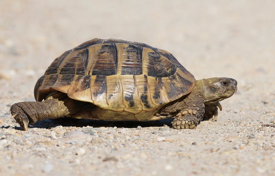 Hermanns Tortoise, turtle on sand, testudo hermanni