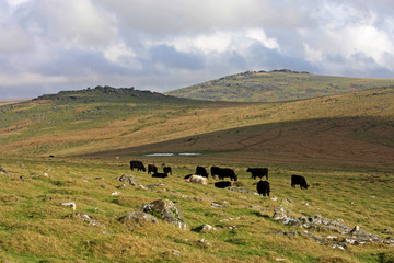 cattle on Dartmoor