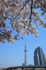 Tokyo sky tree and cherry blossom in japan