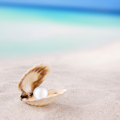 Sea shells