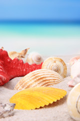 Obraz na płótnie Canvas Sea shells