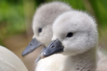 Mute Swan Cygnets