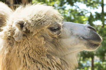 camel portrait